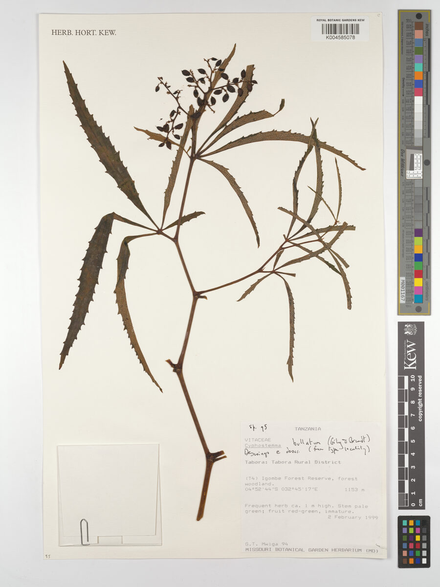 Cyphostemma bullatum (Wild vine) — photo