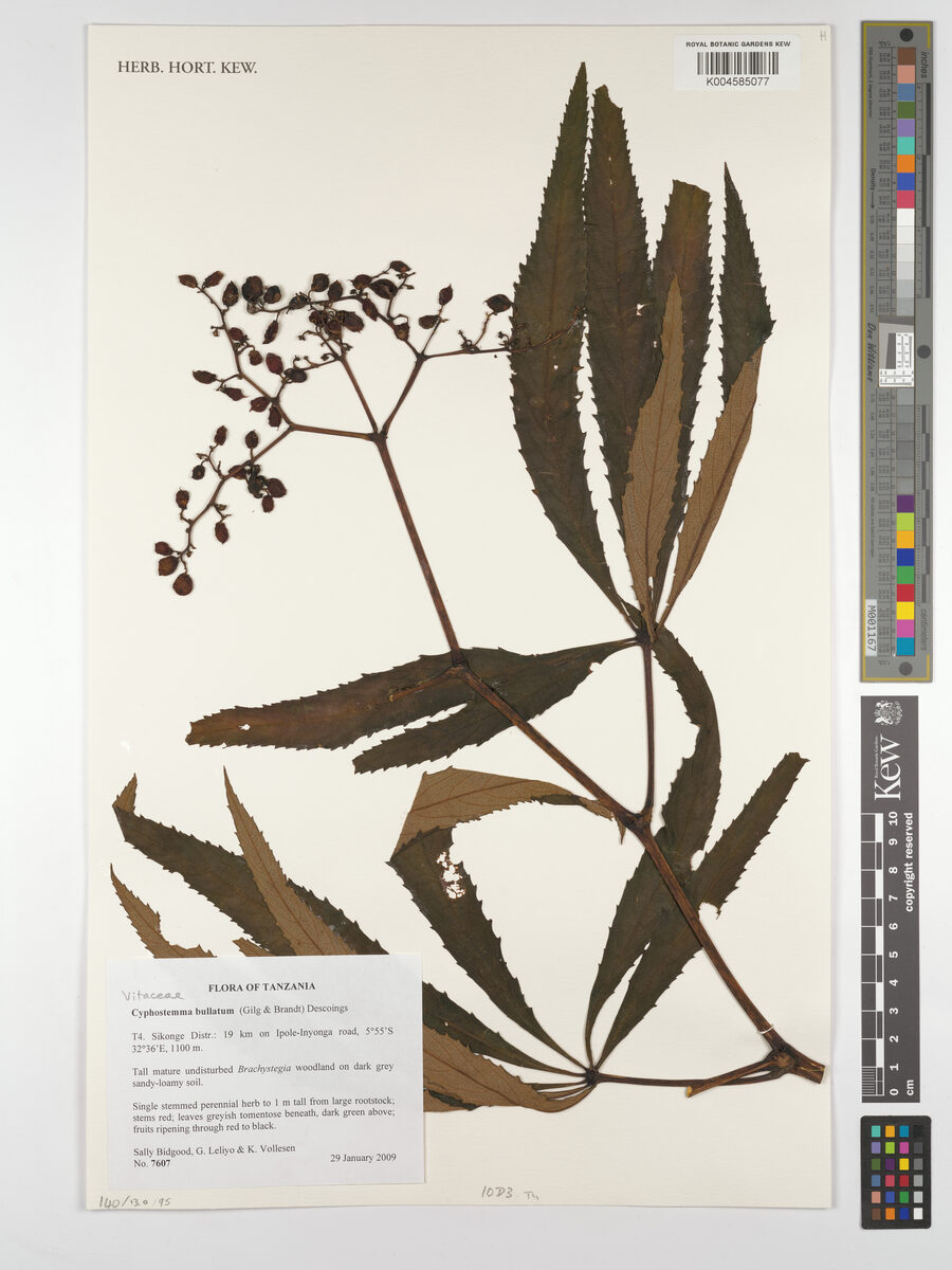 Cyphostemma bullatum