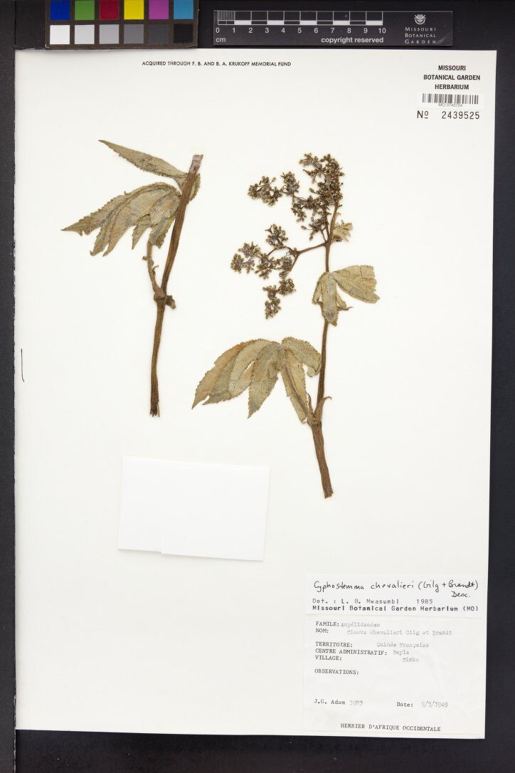 Cyphostemma chevalieri