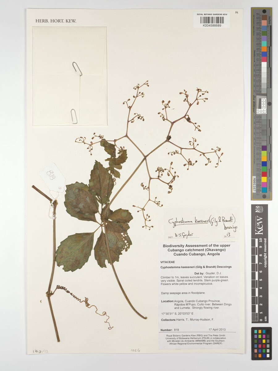Cyphostemma cyphopetalum — photo