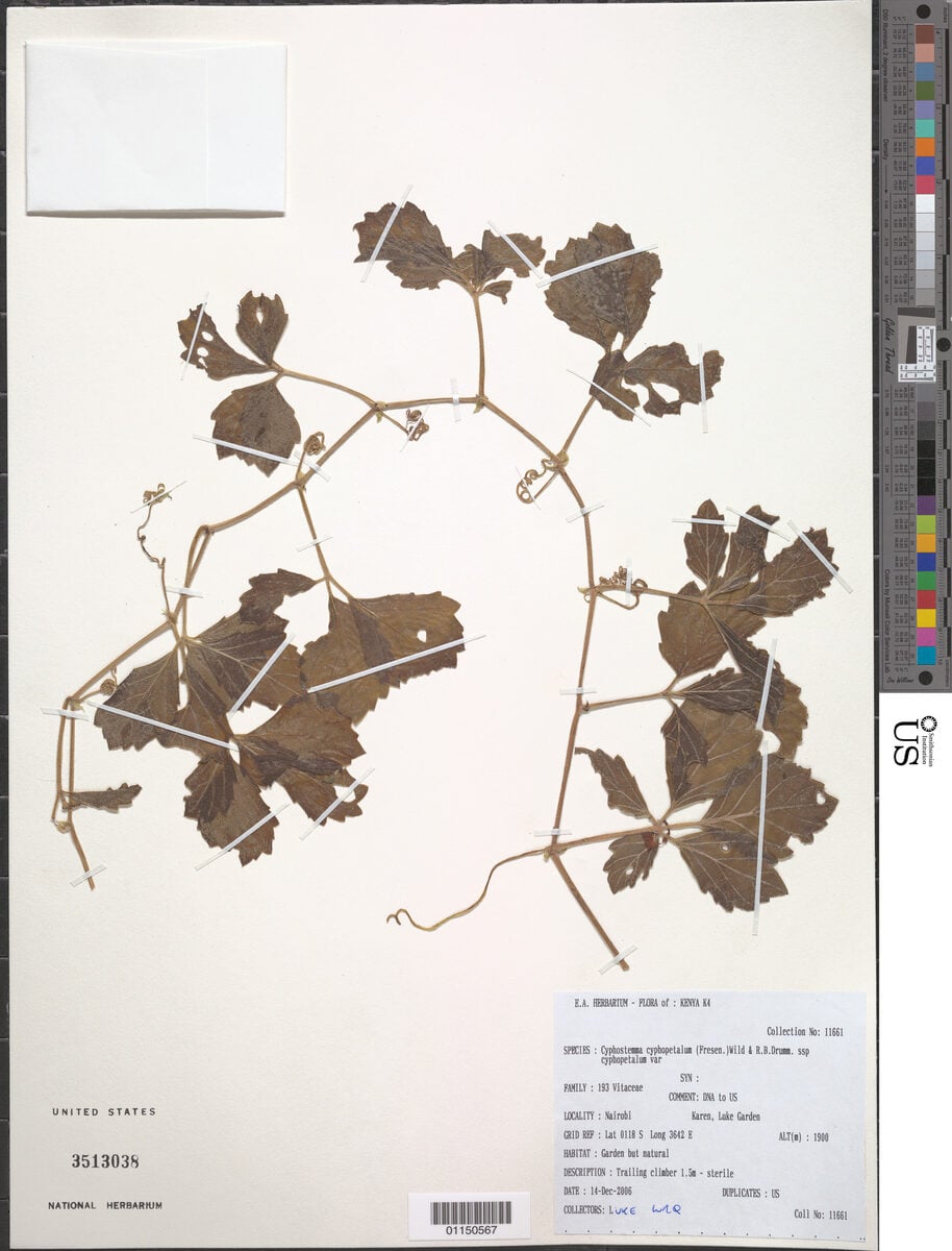 Cyphostemma cyphopetalum — photo