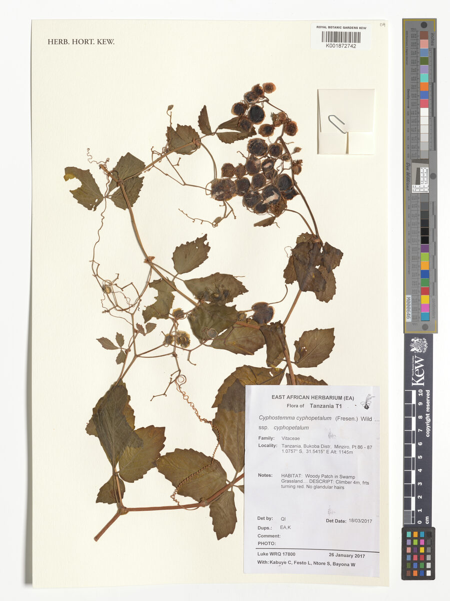Cyphostemma cyphopetalum