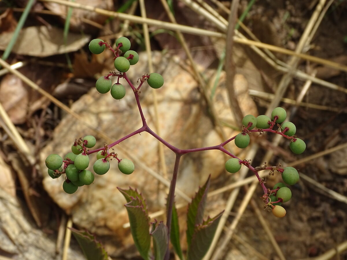 Cyphostemma junceum subsp. jatrophoides (Mnuwakemunda) — photo