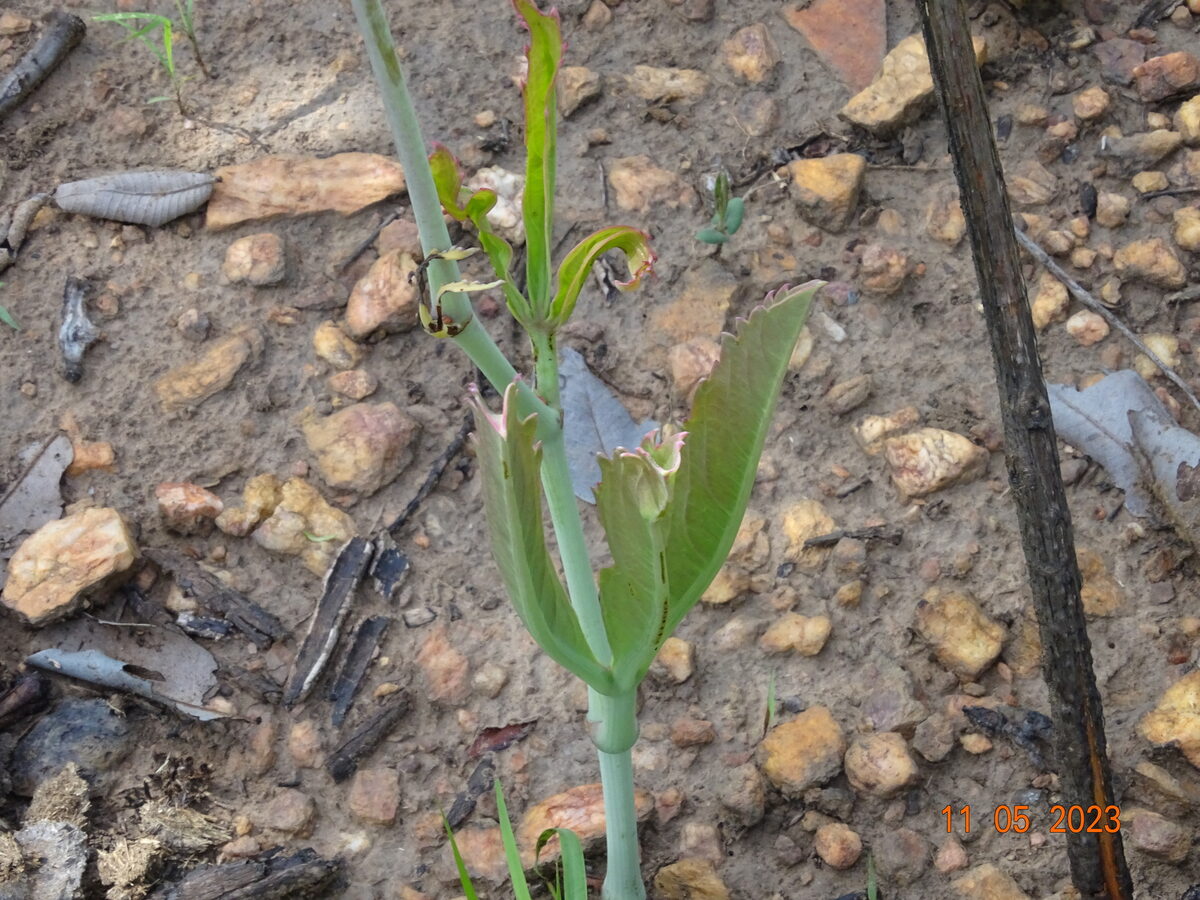 Cyphostemma junceum subsp. jatrophoides (Mnuwakemunda) — photo