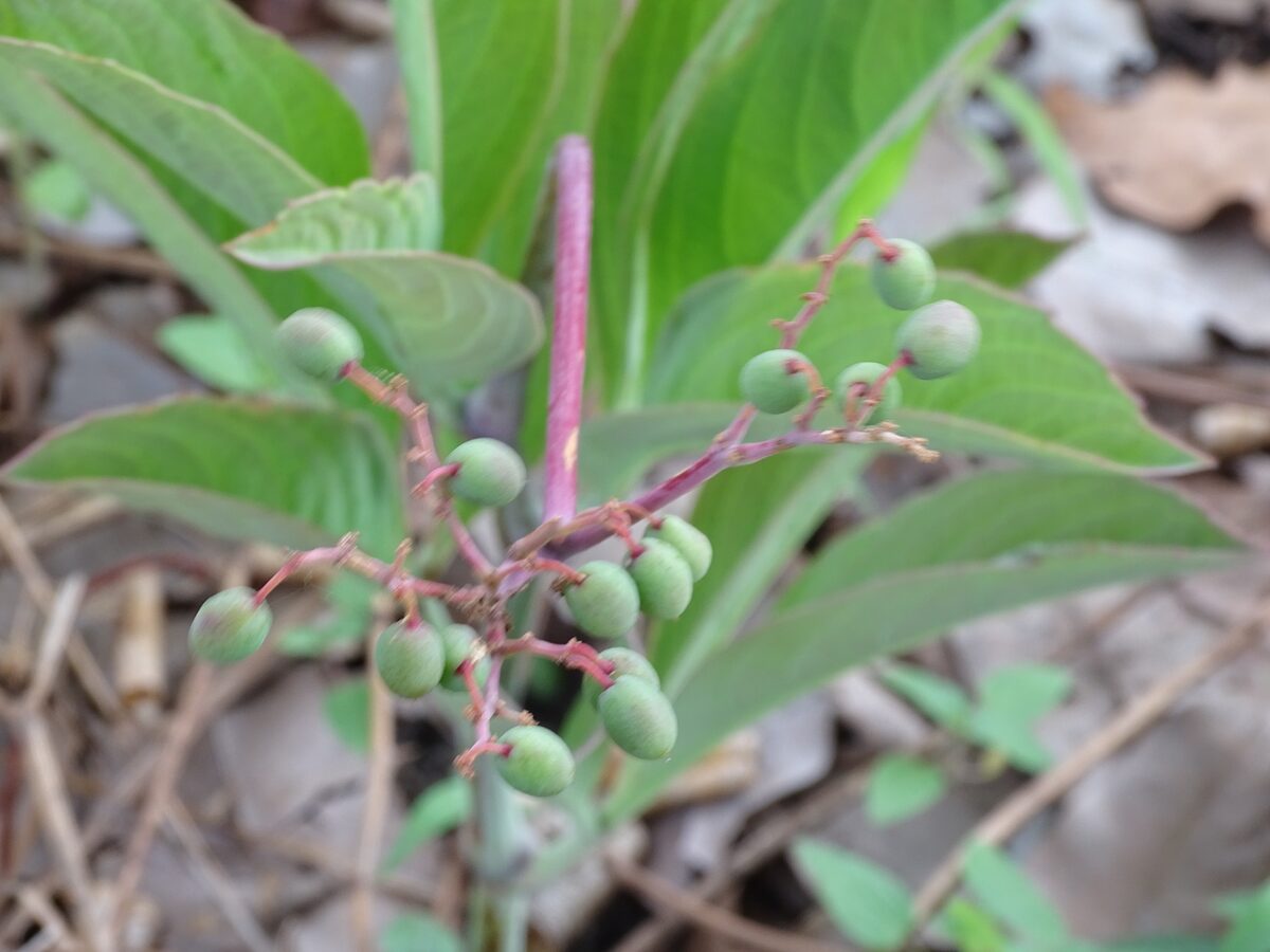 Cyphostemma junceum subsp. jatrophoides