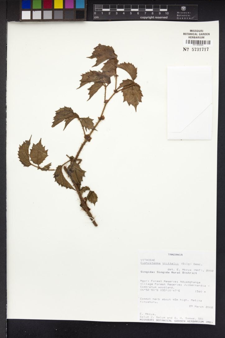 Cyphostemma knittelii