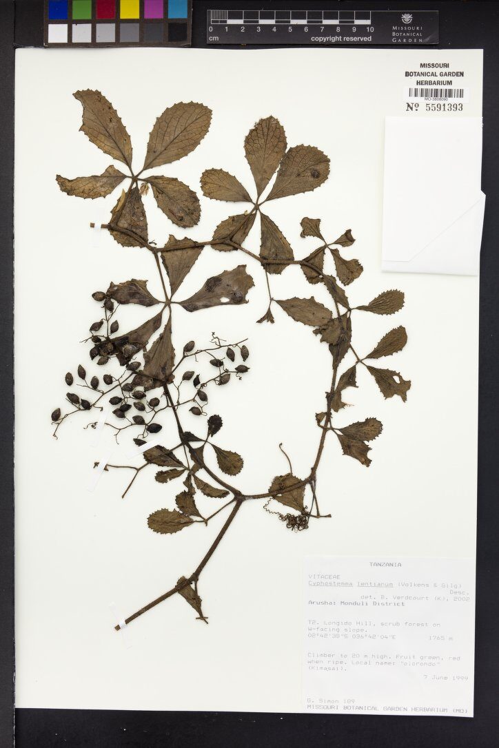 Cyphostemma lentianum — photo