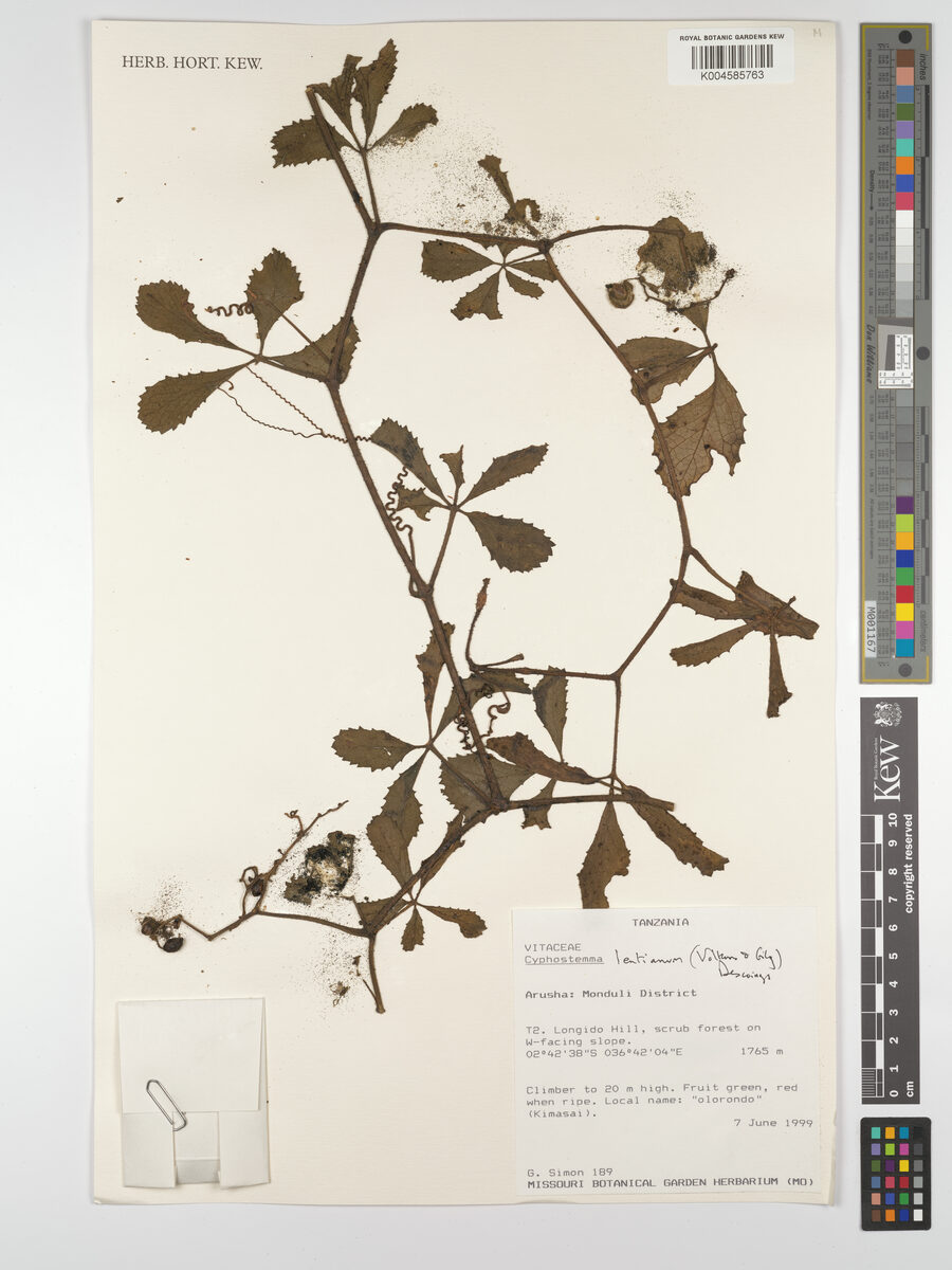Cyphostemma lentianum — photo