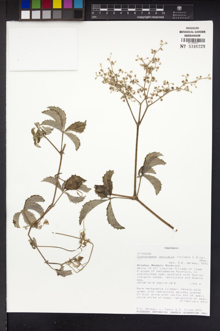 Cyphostemma lentianum