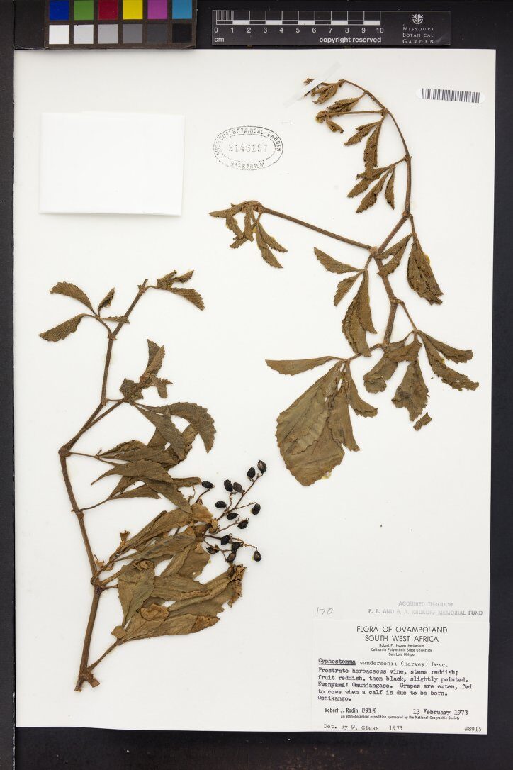 Cyphostemma sandersonii — photo