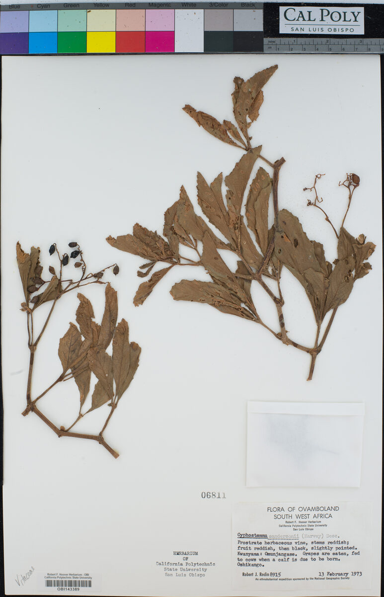 Cyphostemma sandersonii — photo