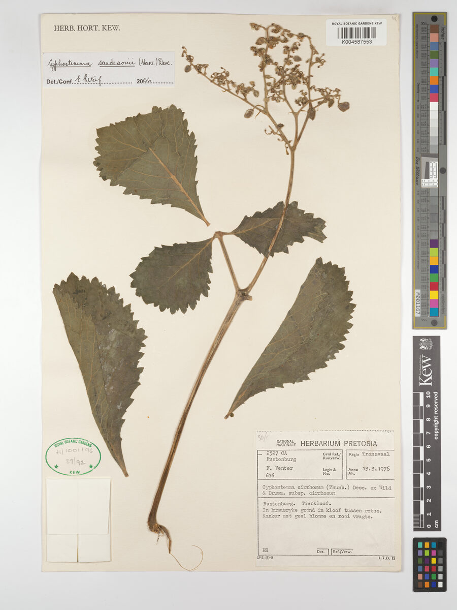 Cyphostemma sandersonii