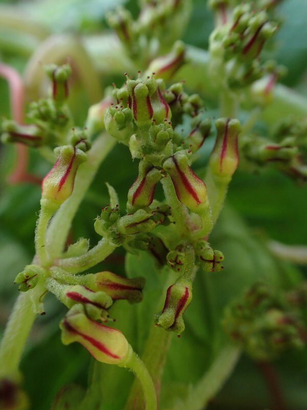 Cyphostemma ukerewense