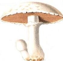 Cystodermella elegans