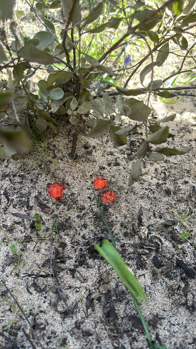 Cytinus hypocistus - (L.)L. — photo