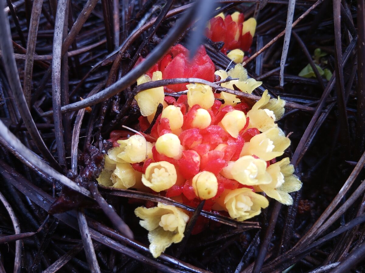 Rafflesiaceae