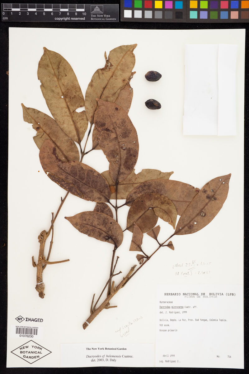 Dacryodes belemensis (Ibapichuna) — photo