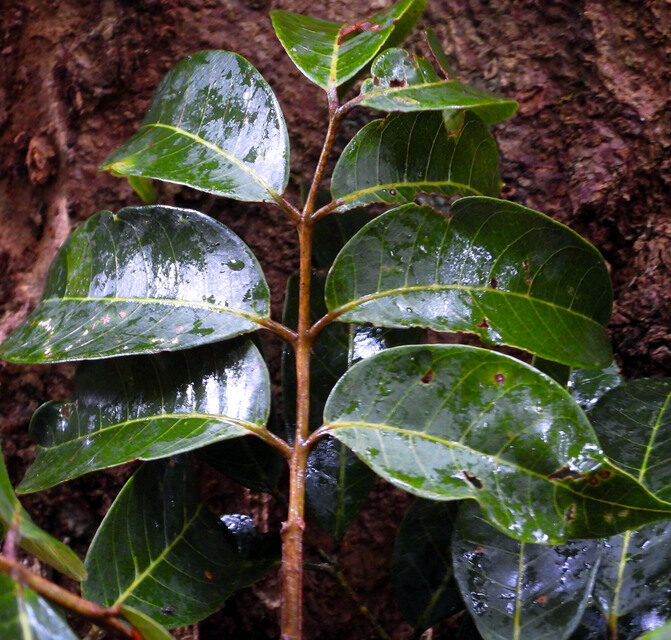 Dacryodes belemensis