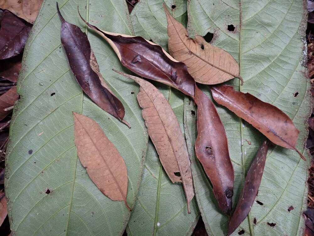 Dacryodes buettneri