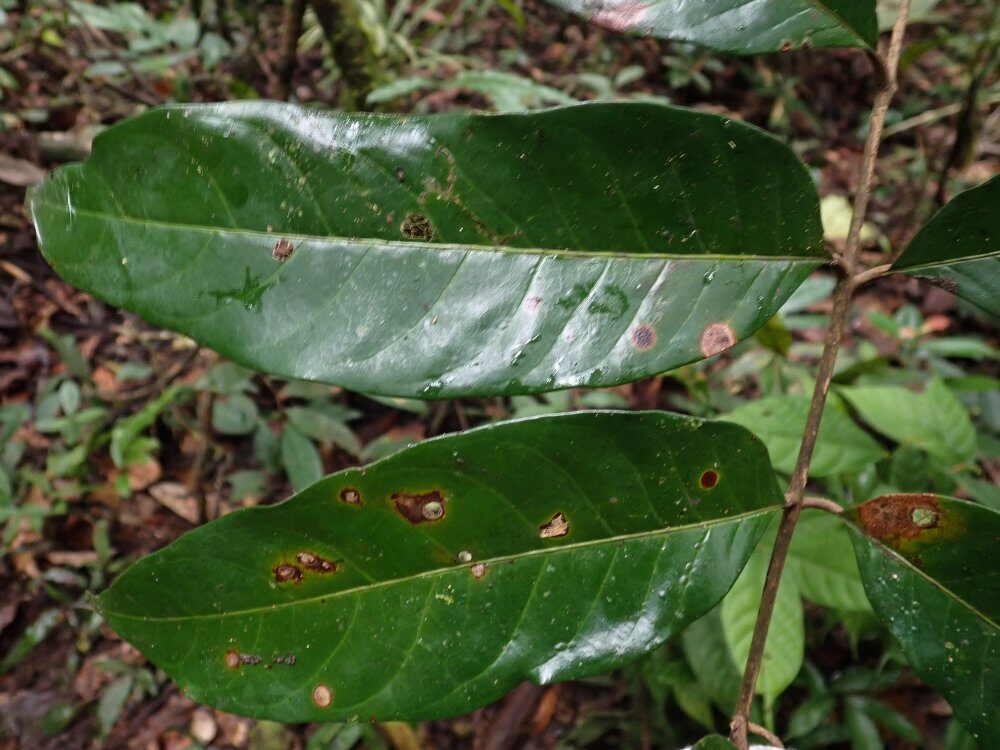 Dacryodes ebatom — photo