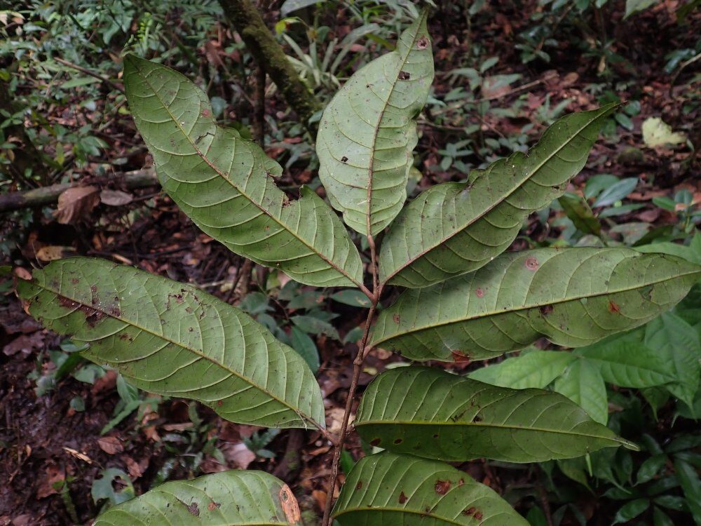 Dacryodes ebatom