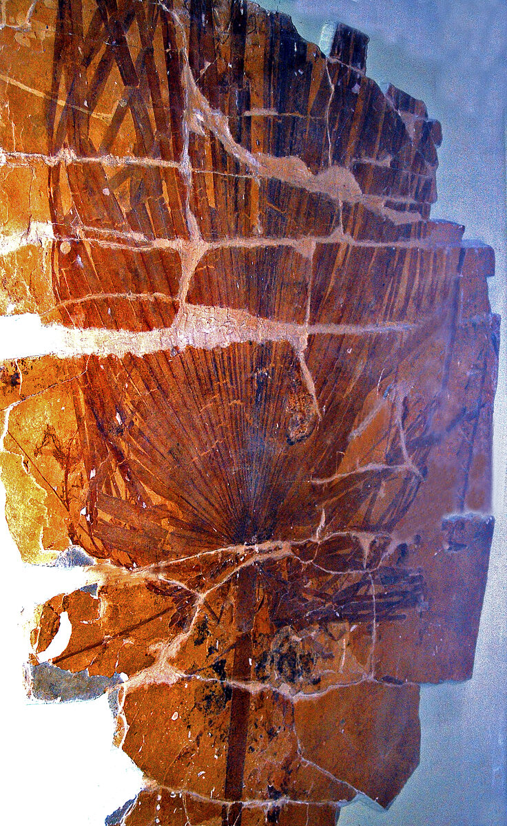 Dacryodes expansa (Sabal) — photo