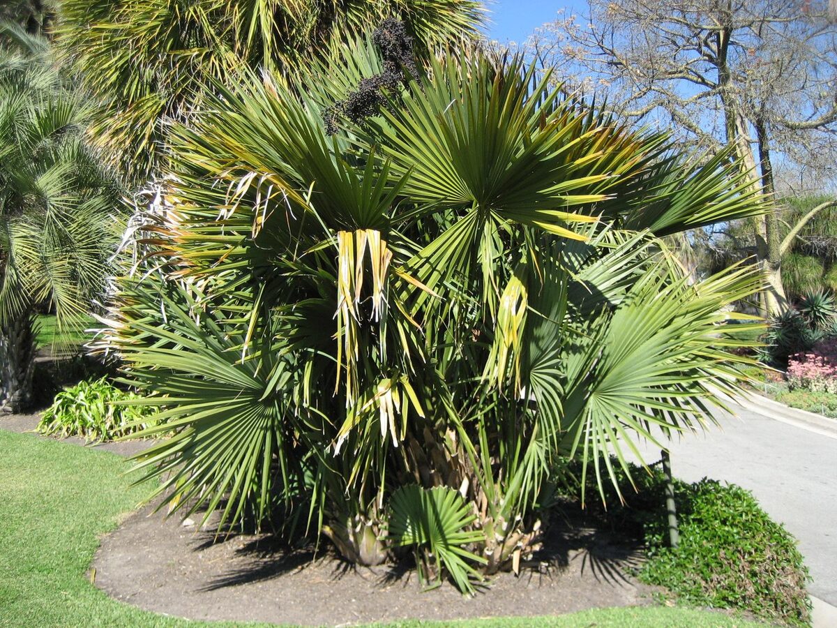 Dacryodes expansa (Sabal) — photo