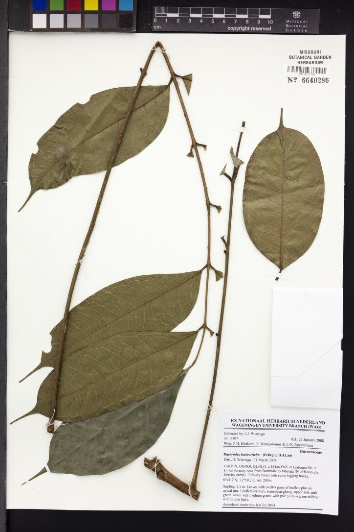 Dacryodes heterotricha