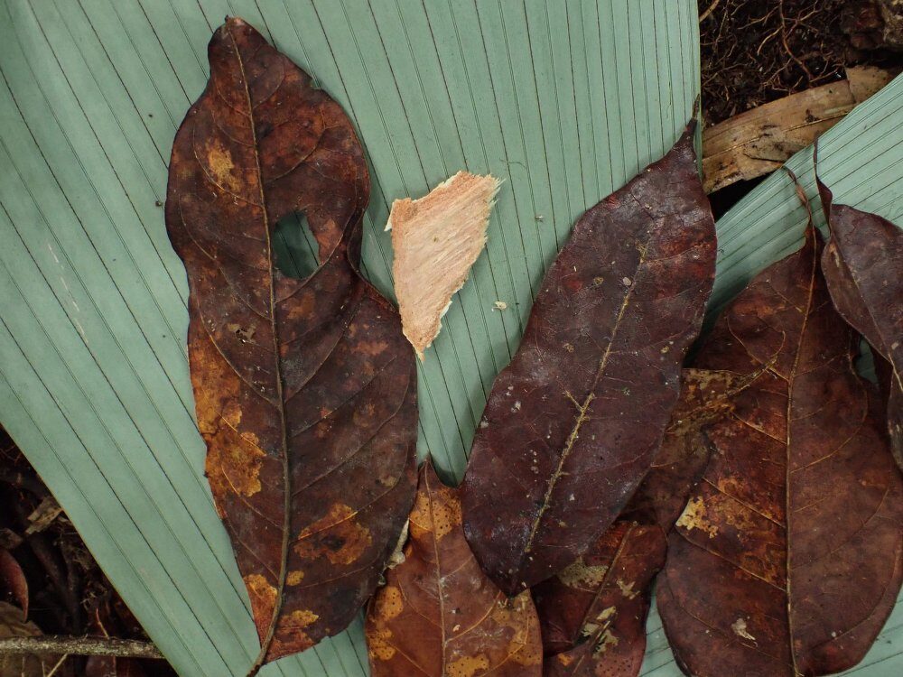 Dacryodes klaineana (Damson) — photo