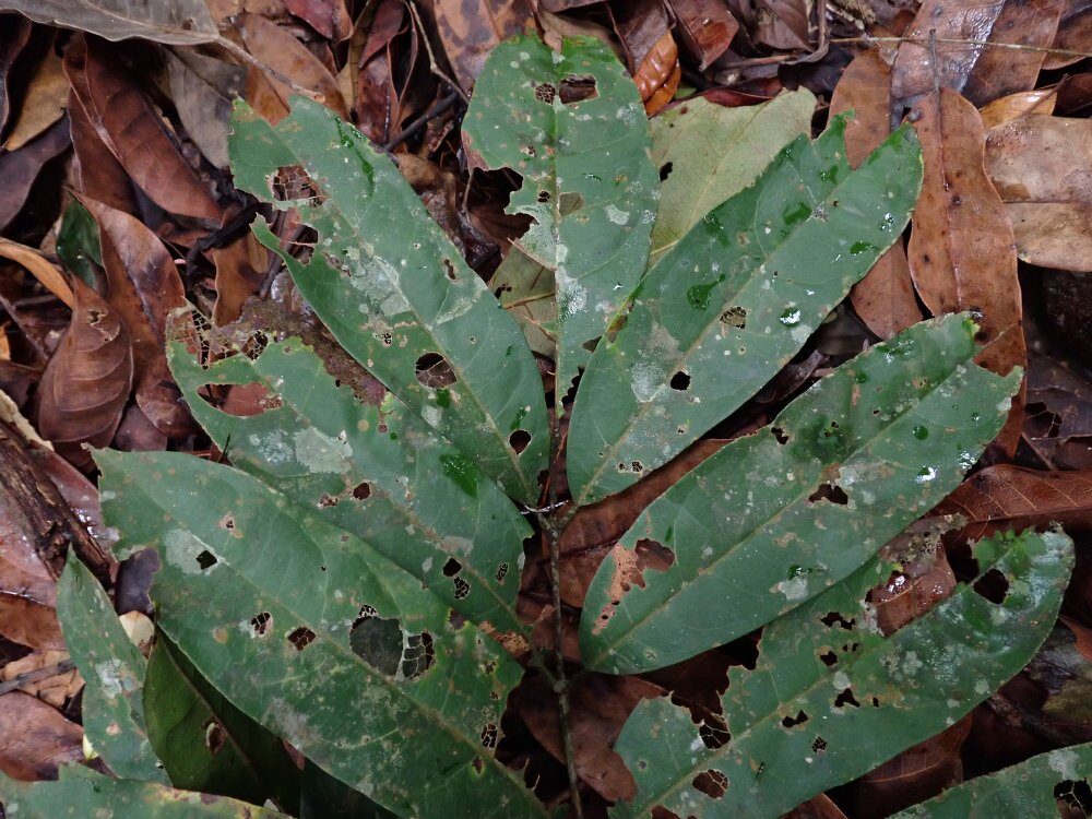 Dacryodes ledermannii — photo