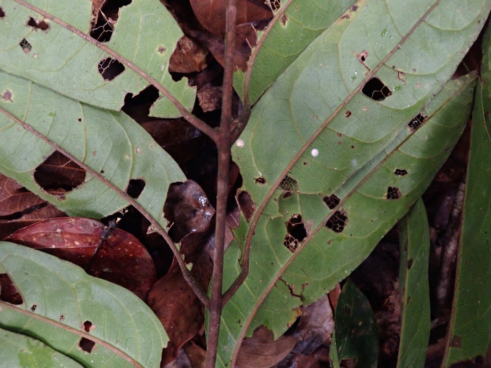 Dacryodes ledermannii