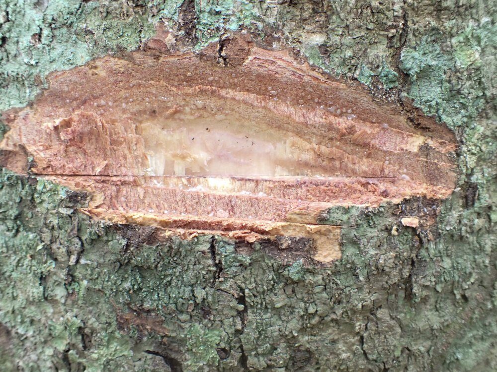 Dacryodes osika — photo