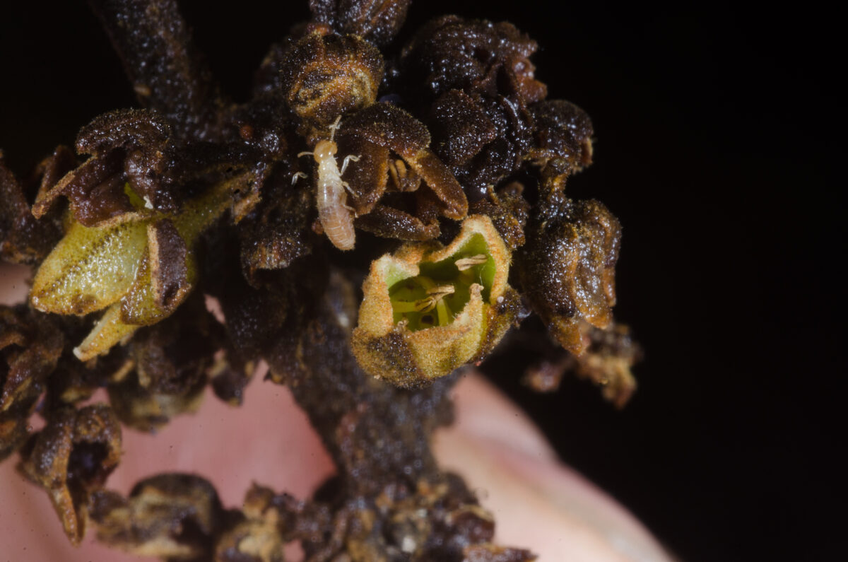 Dacryodes pubescens — photo