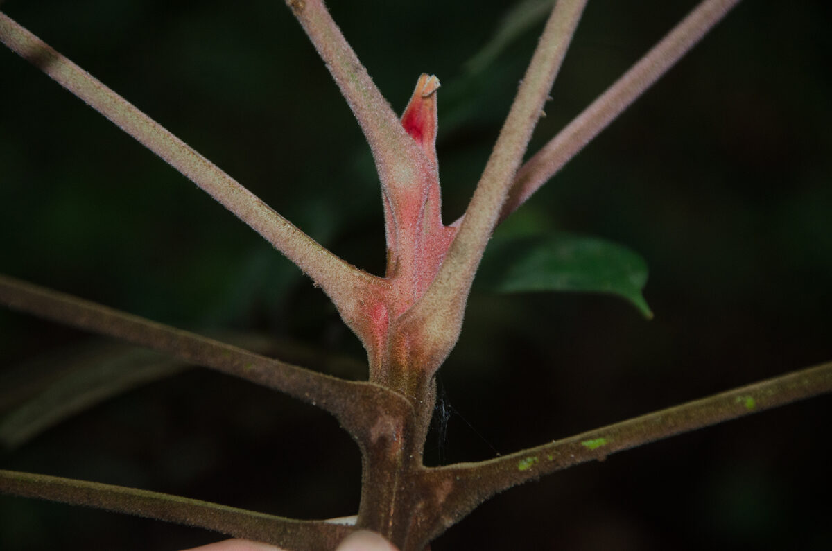 Dacryodes pubescens — photo