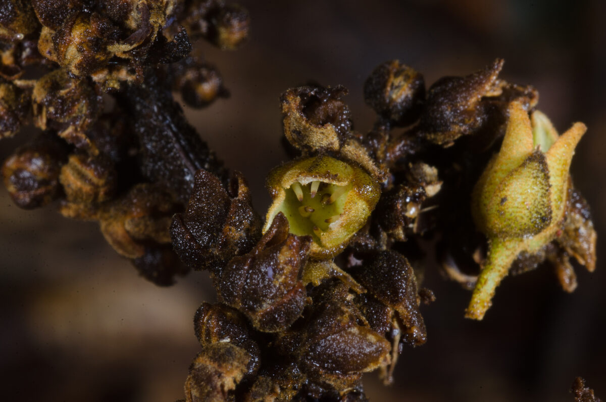 Dacryodes pubescens