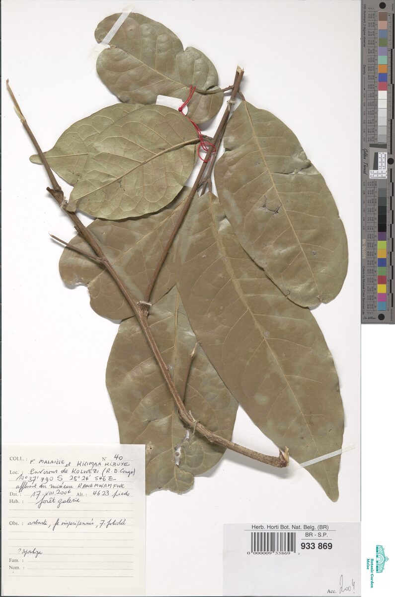 Dacryodes trapnellii