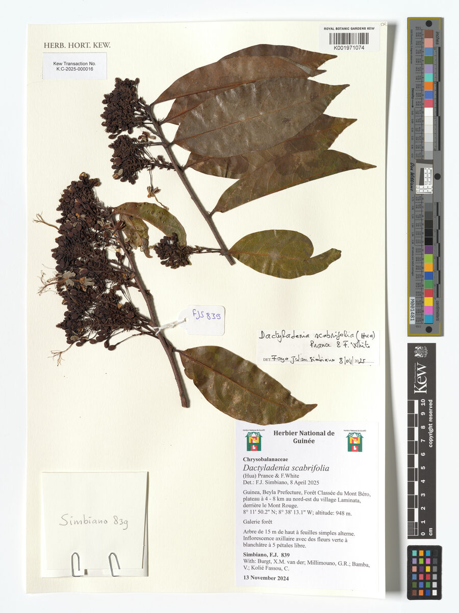 Dactyladenia scabrifolia
