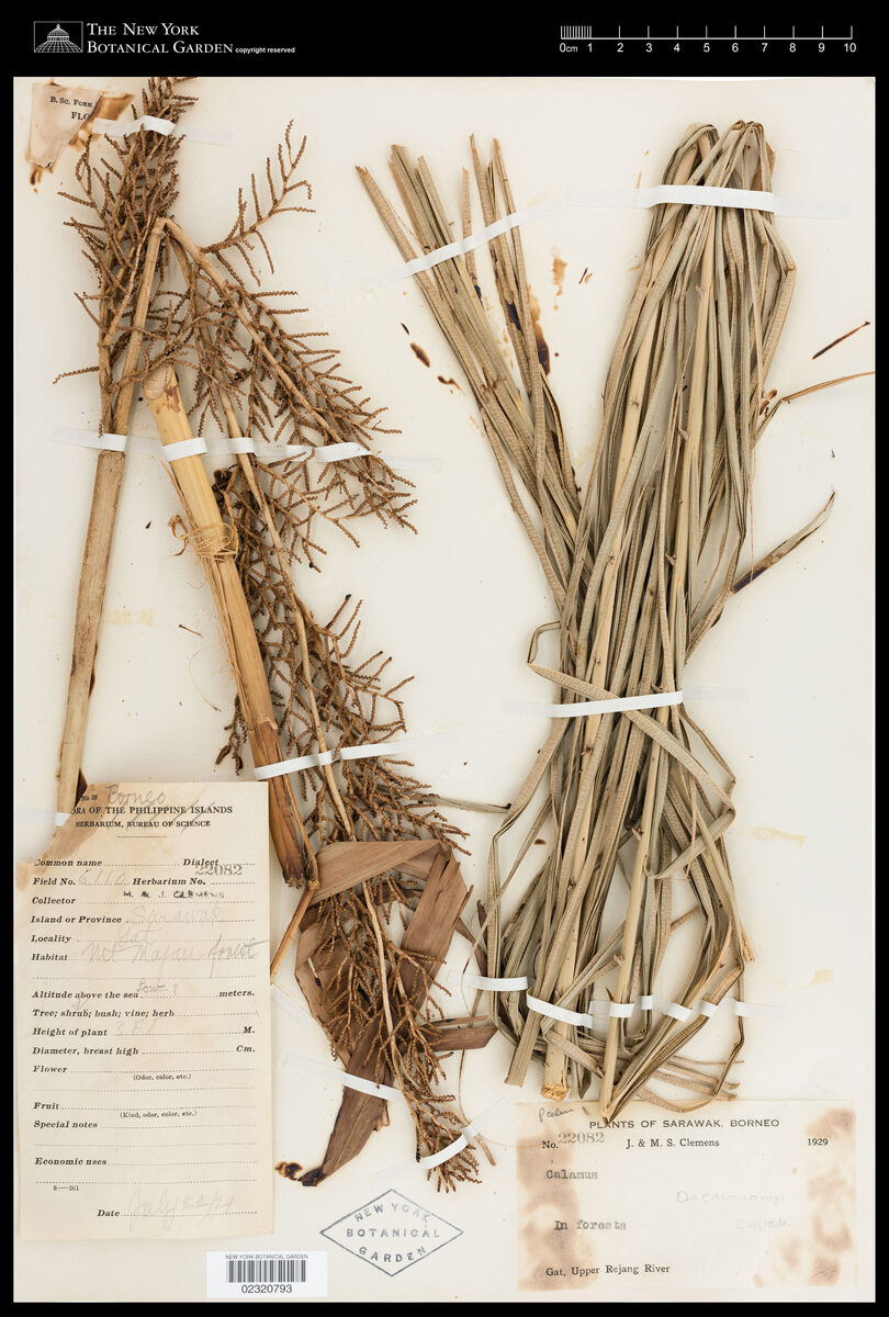 Daemonorops cristata (Wi getah) — photo