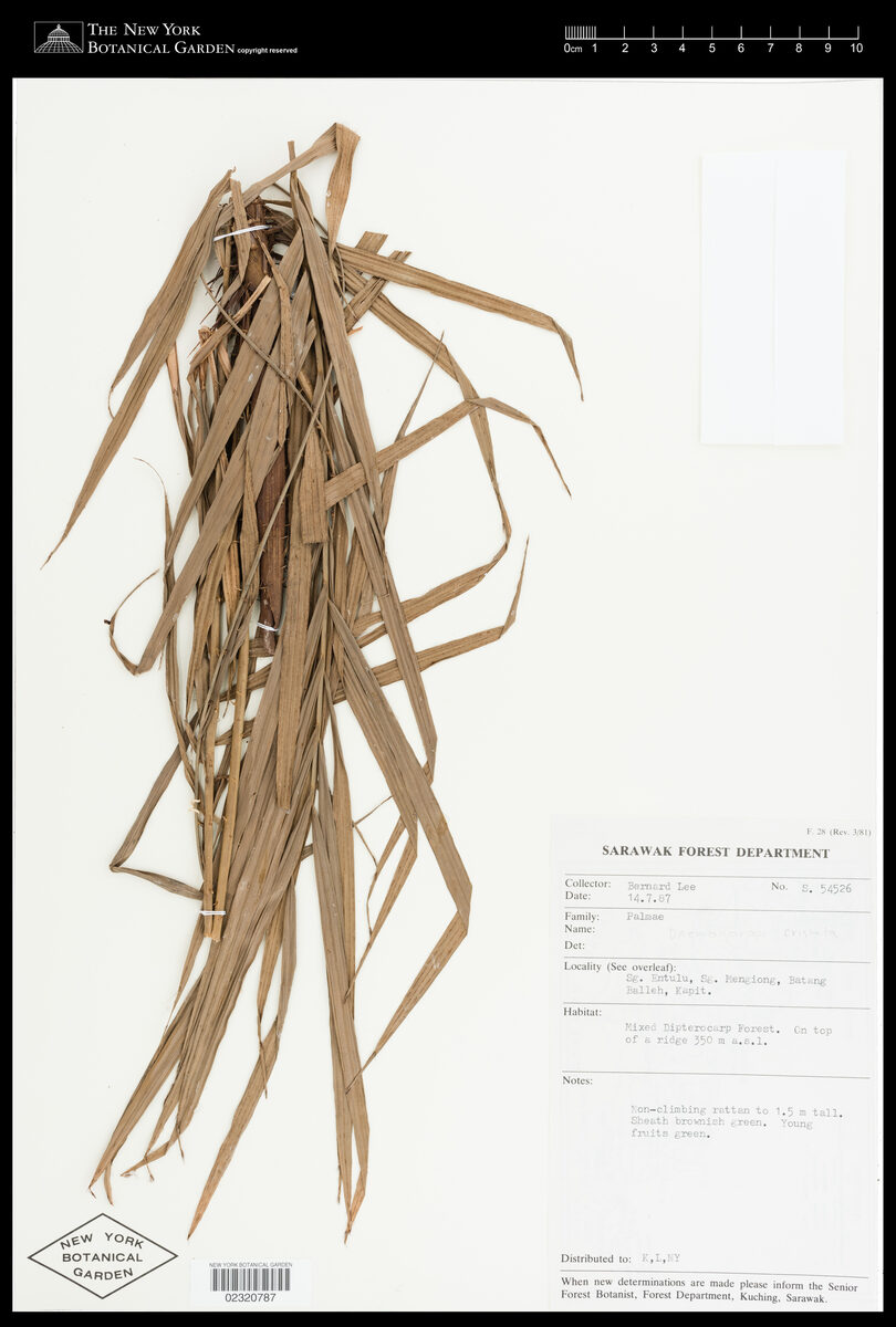 Daemonorops cristata