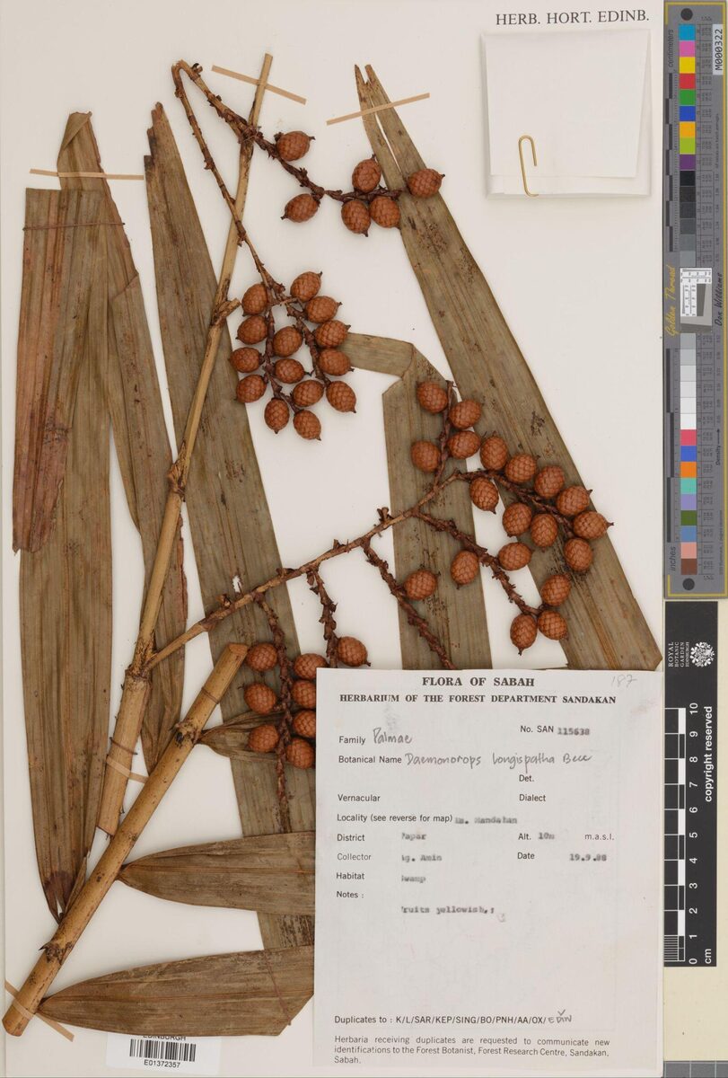 Daemonorops longispatha (Wi tibu) — photo