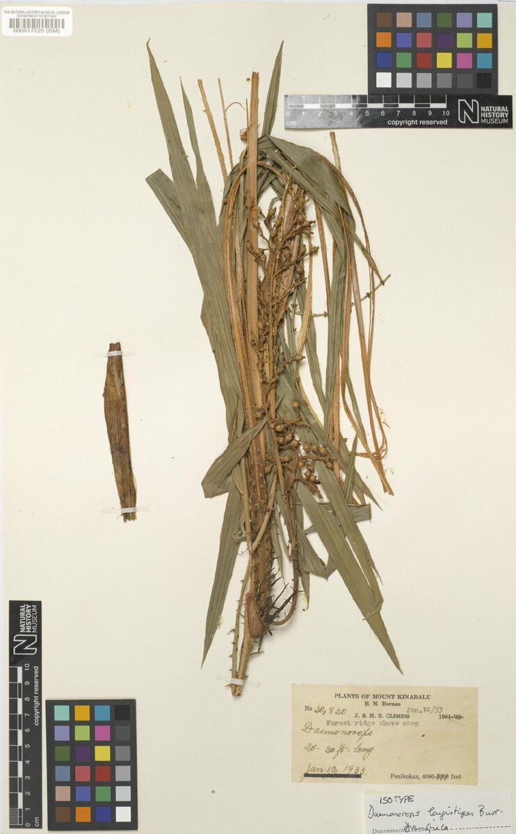 Daemonorops longistipes