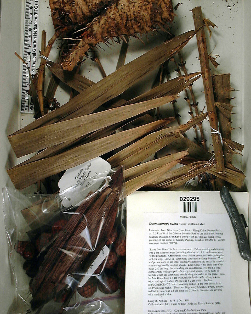 Daemonorops rubra