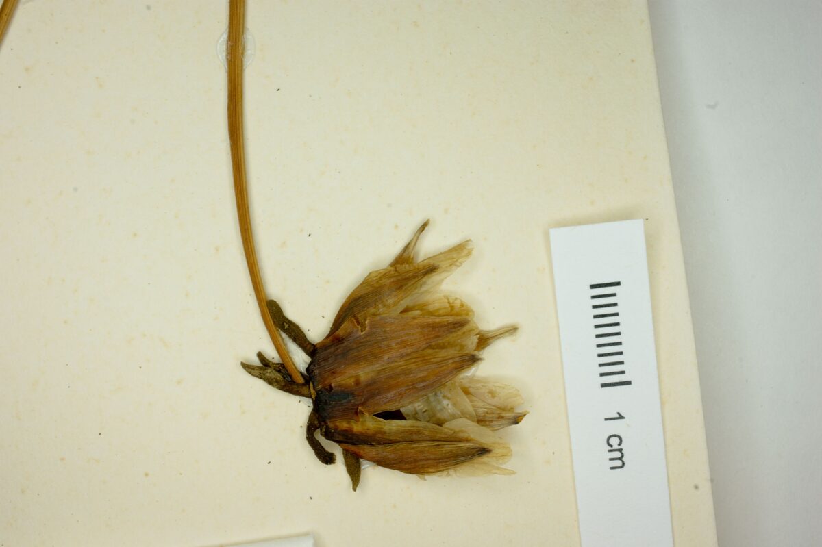 Dahlia rosea (Dahlia) — photo