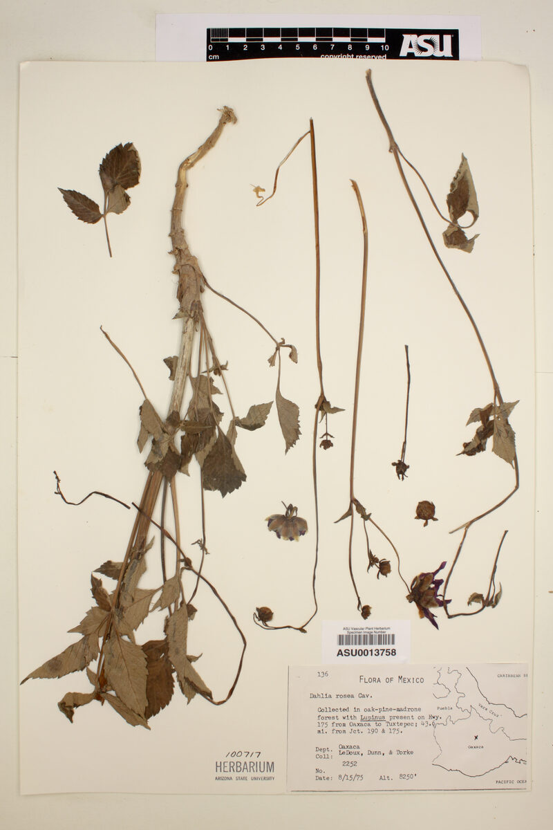 Dahlia rosea (Dahlia) — photo