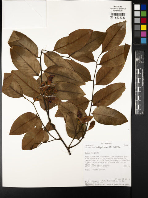 Dalbergia cubilquitzensis (Guatemala rosewood) — photo