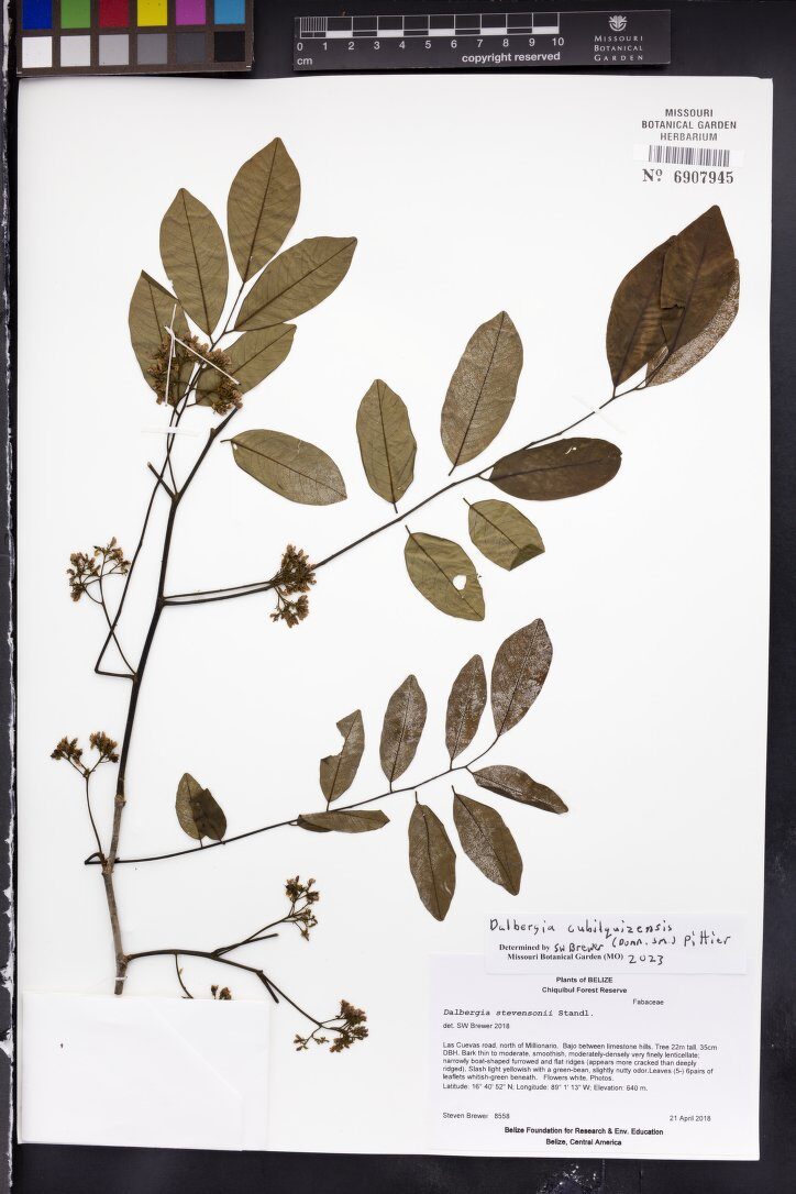 Dalbergia cubilquitzensis (Guatemala rosewood) — photo