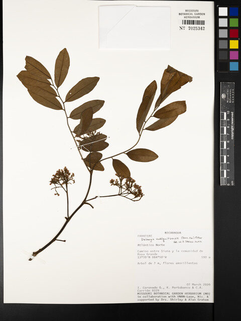 Dalbergia cubilquitzensis