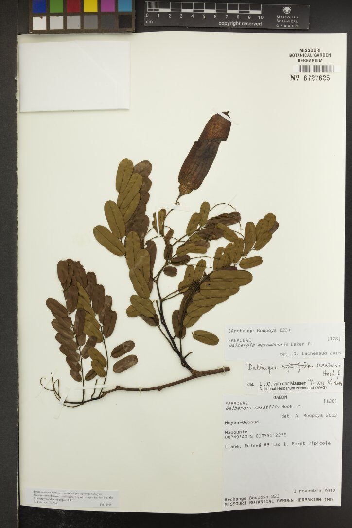 Dalbergia mayumbensis — photo