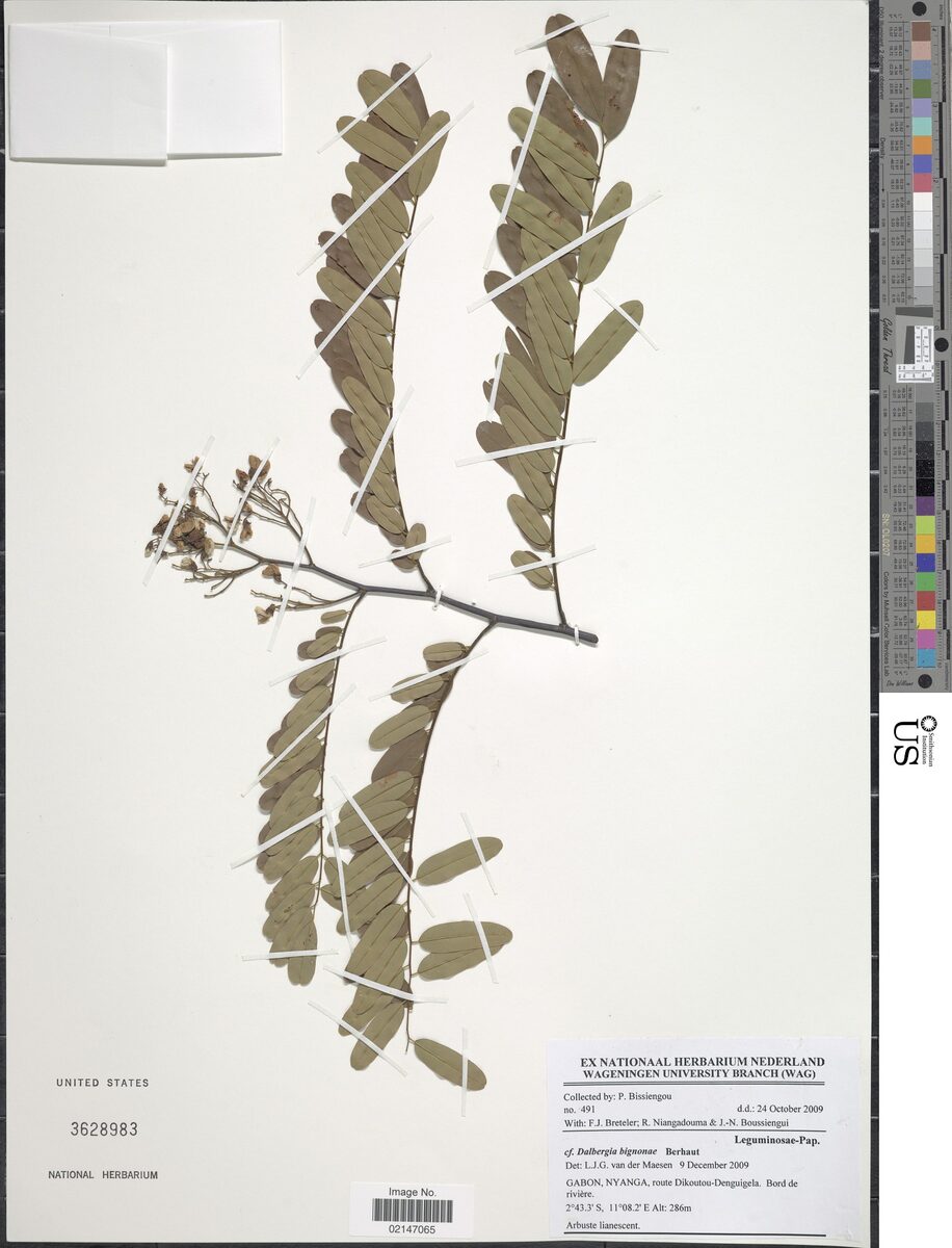Dalbergia mayumbensis — photo