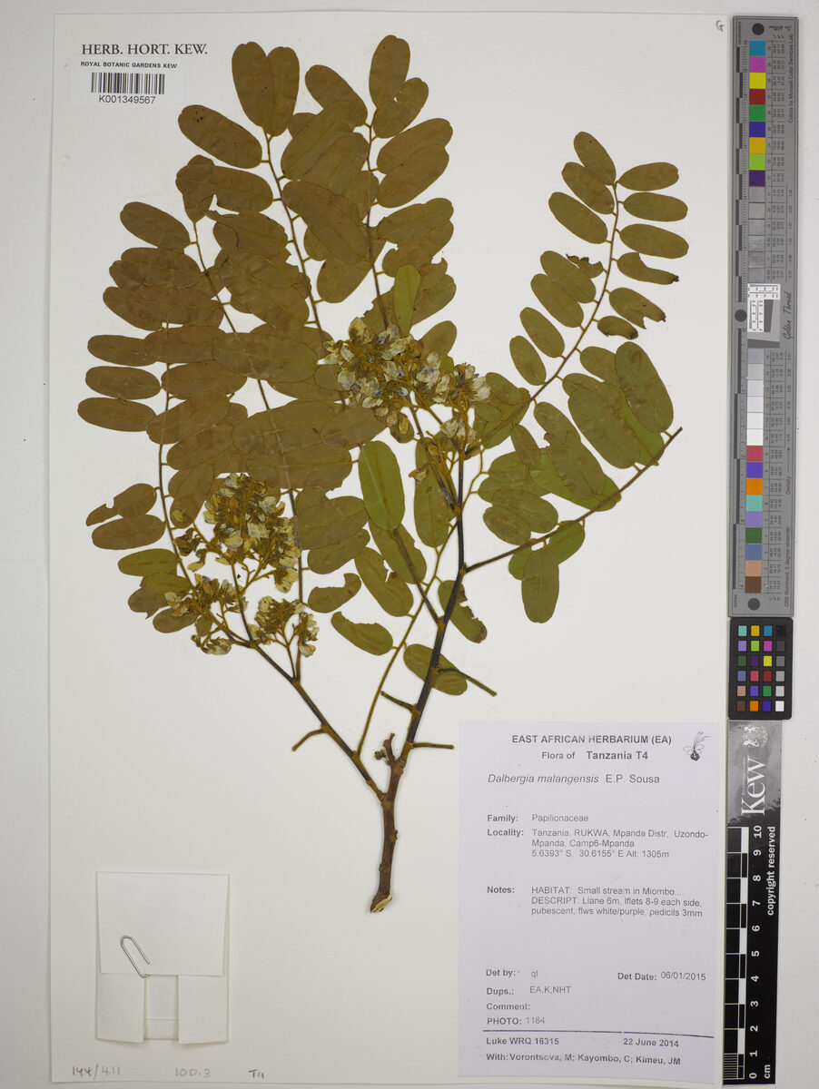 Dalbergia mayumbensis